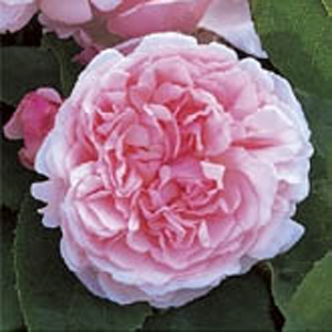 Unbranded St Swithun Climbing Rose