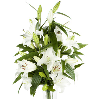 Unbranded Stagazer Lillies