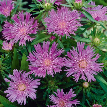 Unbranded Stokesia Purple Parasols Plants Pack of 3 Pot