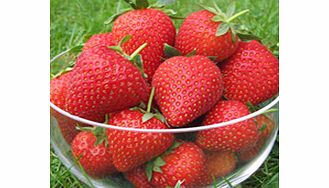 Bred and selected by East Malling Research Vibrant is a superb quality heavy cropping early variety. It has rapidly become established as the premier early variety and has brought forward the English strawberry season by ten days! Harvest May-June. H