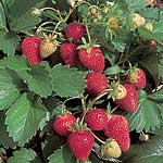 Unbranded Strawberry Sarian F1 Seeds