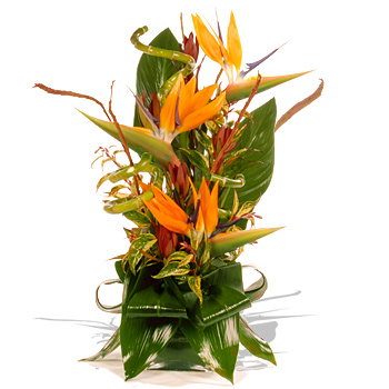 Unbranded Strelitzia Tropical Arrangement - flowers