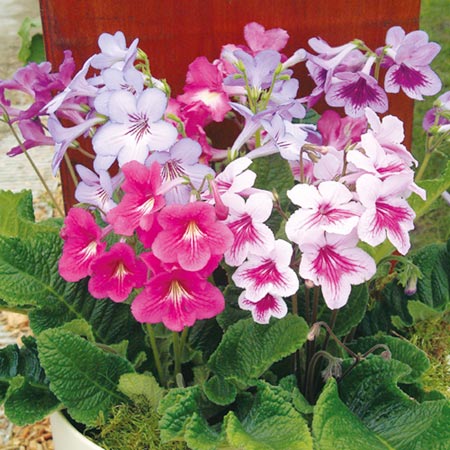 Unbranded Streptocarpus Dragon Mixed F1 Seeds Average