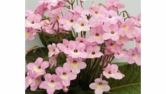 The flowers are pale pink when they first open darkening to a mid pink after a couple of days. The throat is a strong yellow which extends over the lower lobes overlaid with 7 short purple lines. The habit is very similar to its sister plant Hope. Fl