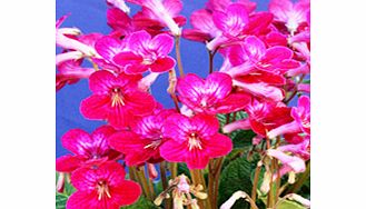 Unbranded Streptocarpus Plant - Hope