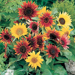 Unbranded Sunflower Paquito Dwarf Mix Seeds