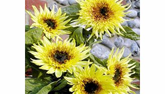 2015 is the year of the Sunflower! Lemon-coloured blooms with rich chocolate centres. Pollen-free and ideal for cutting. Height 1.2m (4).