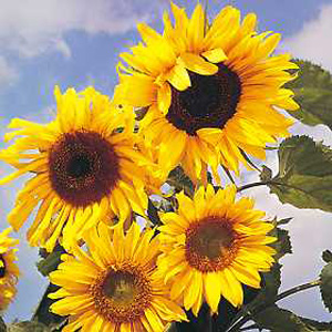 A childrens favourite these amazing sunflowers grow up to 3m (10ft) tall with huge yellow flowers of