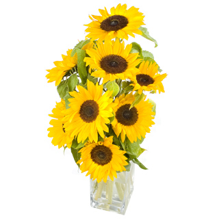 Unbranded Sunflower Smile