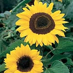 A very tall variety with enormous golden-yellow flowers. Great fun for children. Easy to grow HA - H
