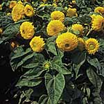 Unbranded Sunflower Teddy Bear Seeds 426119.htm