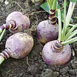 An easy-to-grow  winter hardy variety producing deep purple  globe-shaped roots with sweet-tasting f