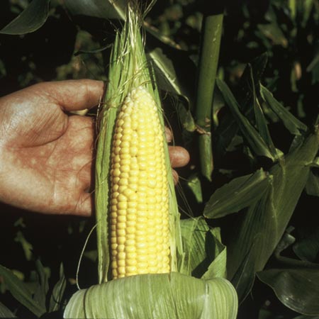 Unbranded Sweet Corn Earlybird F1 Seeds Average seeds 35