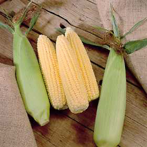 Unbranded Sweet Corn Extra Tender  Sweet F1 Hybrid Seeds