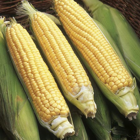 Unbranded Sweet Corn Rising Sun F1 Seeds Average Seeds 30