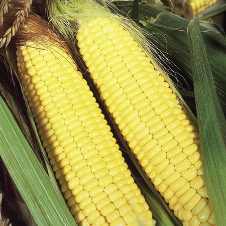 Unbranded Sweet Corn Sundance F1 Seeds Average Seeds 25