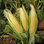 Unbranded Sweet Corn Sweetie Pie F1 Seeds 438639.htm