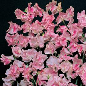 Beautiful  flushed blooms of pale pink and white form this unique  apple blossom shade. An ideal cut
