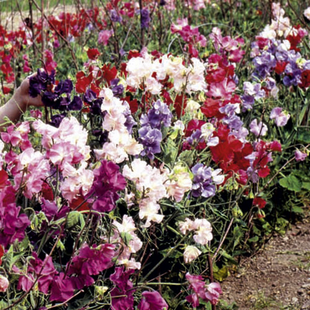 Unbranded Sweet Pea Bounce Blue Seeds Average Seeds 25