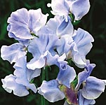 One of the best sweet peas of all and popular with gardeners and exhibitors alike for its delightful