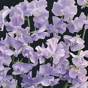 This climber develops beautiful wavy petals of pale lavender blue with fragrant blooms on each slend