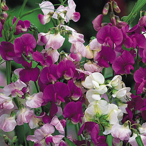Sweet Pea Everlasting Latifolius Mix Seeds