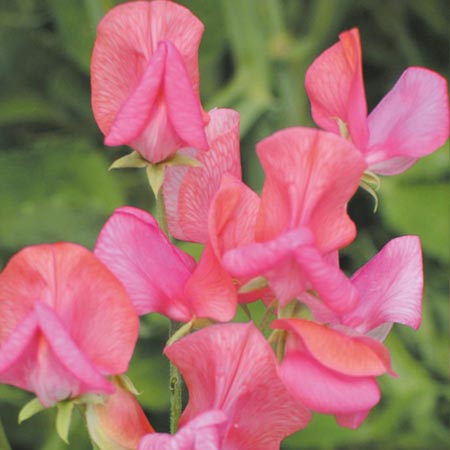 Unbranded Sweet Pea Miss Willmott Seeds Average Seeds 22