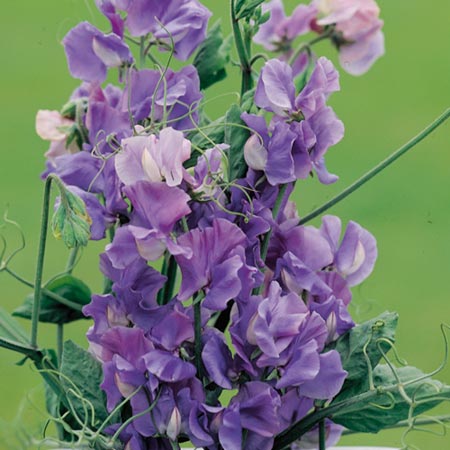 Unbranded Sweet Pea Noel Sutton Seeds Average Seeds 25