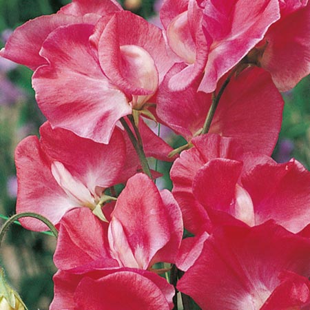 Unbranded Sweet Pea Southbourne Seeds (Lathyrus odoratus)