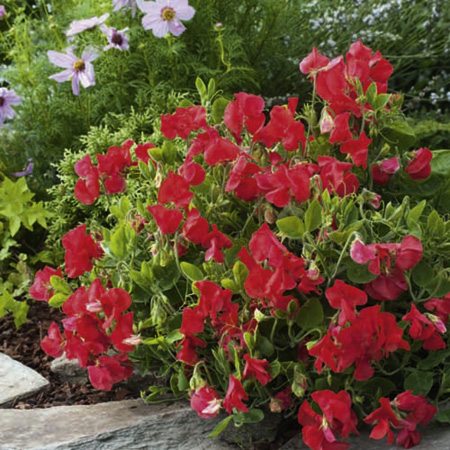 Unbranded Sweet Pea Villa Roma Seeds - Navy Blue Average