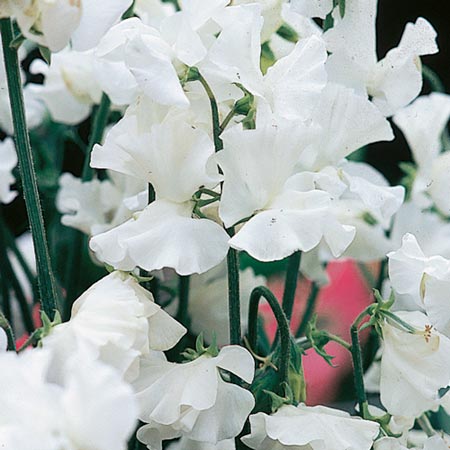 Unbranded Sweet Pea White Leamington Seeds (Lathyrus