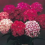 A delicious fragrance and superb colour range from white and pink through to red and maroon make thi