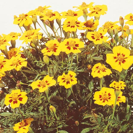 Unbranded Tagetes Ursula Seeds (Signata Pumila variety)