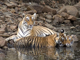 Unbranded Tailor made tiger safari in India