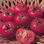 Unbranded Tomato Ailsa Craig Seeds