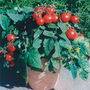 Unbranded Tomato Balconi Red Seeds