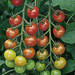 In our trials Cherry Belle was tops for taste. A popular seller in the major supermarkets  it is a v