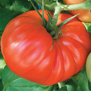 Unbranded Tomato Country Taste F1 Hybrid Seeds