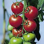 A superbly flavoured variety  bearing a prolific crop - each fruit up to 200g (½lb) in weight. Good