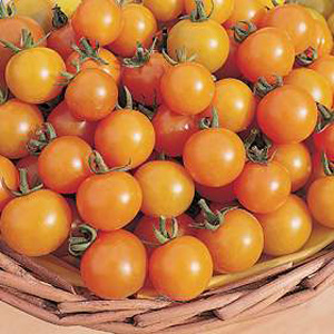 Unbranded Tomato Gold Nugget Seeds