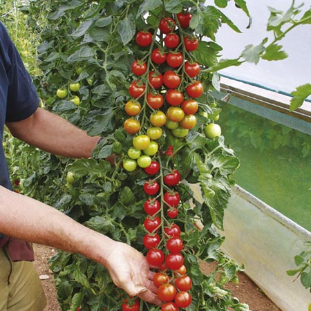 Unbranded Tomato Grafted Plant Collection Pack of 3 Pot