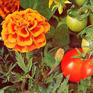 Unbranded Tomato Growing Secret Marigold Seeds