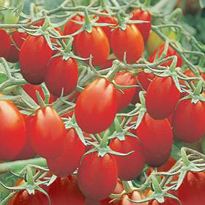 Tomato Harlequin Seeds