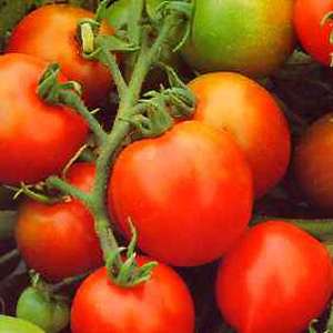 Unbranded Tomato Red Alert Bush Seeds