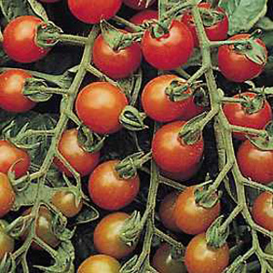 Unbranded Tomato Ruby F1 Hybrid Seeds