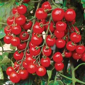 Unbranded Tomato Suncherry Premium F1 Hybrid Seeds