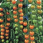 A vigorous-growing  sweet-flavoured variety  providing an abundance of orange  cherry-sized fruit.