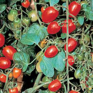 Unbranded Tomato Sweet Olive F1 Hybrid Seeds