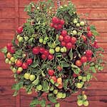 A truly compact trailing tomato! Perfect for pots and baskets  bearing delicious cherry-sized fruit.