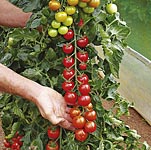A superb large cherry tomato with fine flavour. Gives huge crops on trusses bearing as many as 20 fr